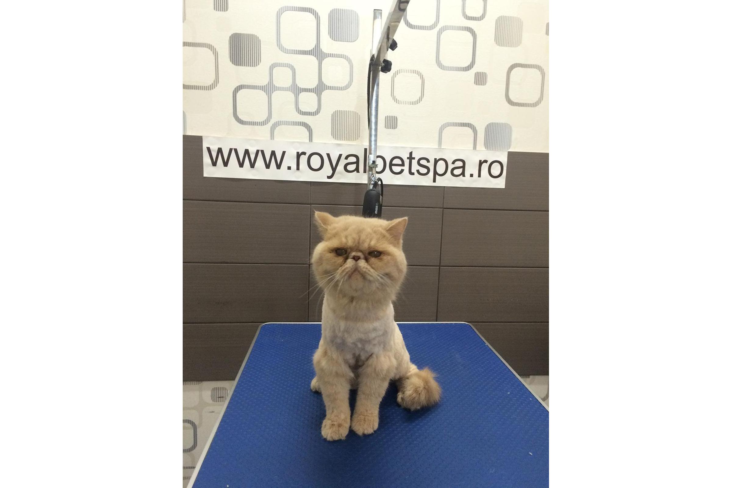 Royal Pet Spa Bucuresti - 2/4