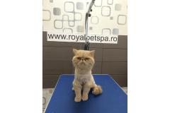 Royal Pet Spa Bucuresti